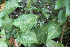 Canscora diffusa